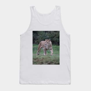 beautiful Lion walking, lion lover, photo. Tank Top